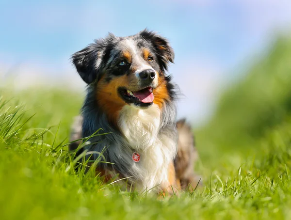 Câine de rasă pură — Fotografie, imagine de stoc