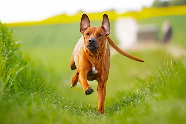 Rhodesian rigdeback cane — Foto Stock