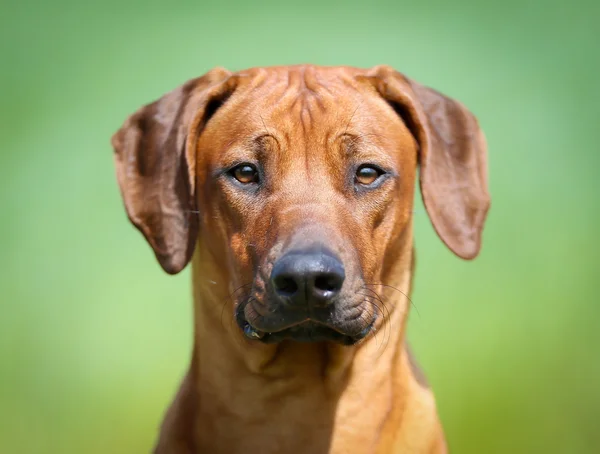 Rhodesischer Rigdeback-Hund — Stockfoto