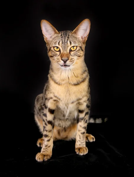 Purebred kedi — Stok fotoğraf