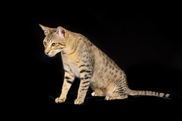 Purebred kedi — Stok fotoğraf