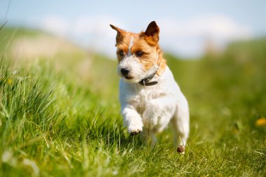 Jack Russell Terrier Köpeği