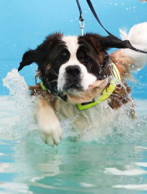 yüzmek alarak st bernard köpeği