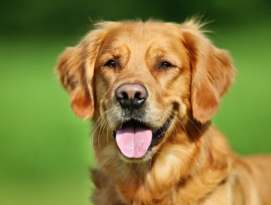 Golden retriever köpeği