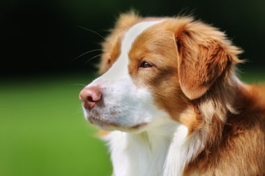 Nova scotia duck tolling retriever köpek