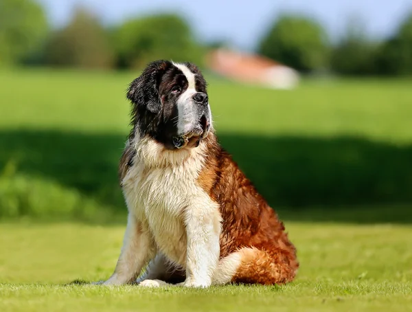 Saint bernard köpeği