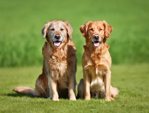 Dois cães golden retriever — Fotografia de Stock