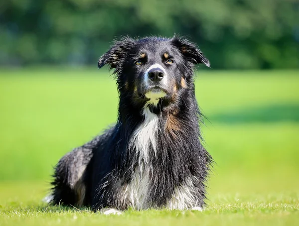 Anjing perbatasan Collie — Stok Foto
