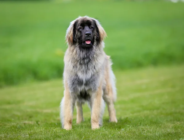 Purebred Leonberger câine — Fotografie, imagine de stoc