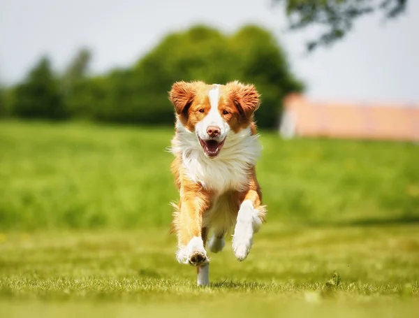 新斯科舍省鸭收费猎犬狗 — 图库照片