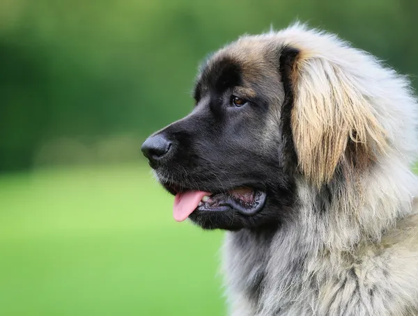 Reinrassiger Leonberger Hund — Stockfoto