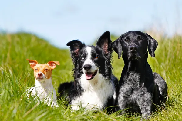 Три собаки Лицензионные Стоковые Фото