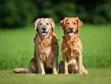 İki golden retriever köpeği