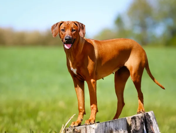 Родезійськими rigdeback собака — стокове фото