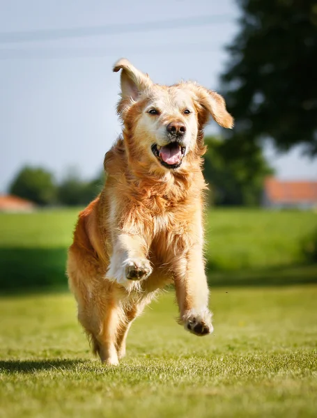 Golden retriever hund - Stock-foto