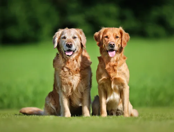 Twee golden retriever honden — Stockfoto