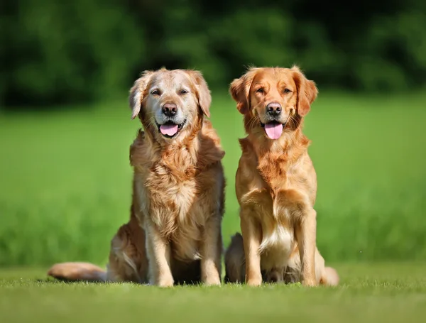 Dos perros golden retriever — Foto de Stock