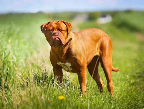 Bordeaux mastiff — Stockfoto