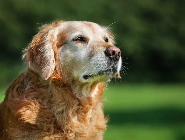 Golden retriever hund — Stockfoto