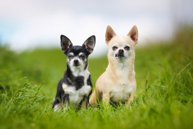 safkan köpekler