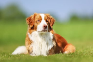 Nova scotia duck tolling retriever köpek
