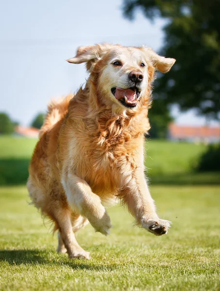 Câine de aur retriever — Fotografie, imagine de stoc