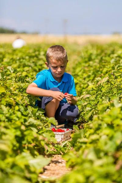 Niño en el campo de fresas —  Fotos de Stock