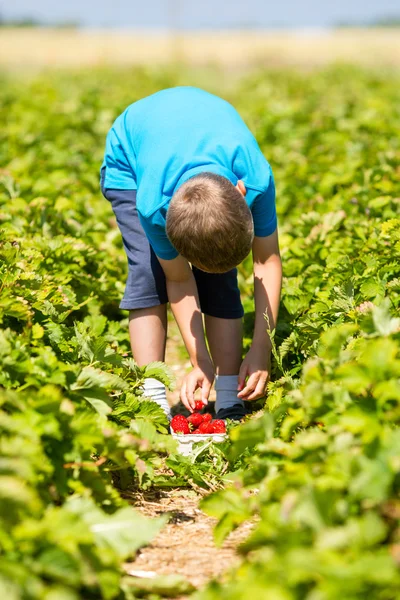 Niño recogiendo fresas —  Fotos de Stock