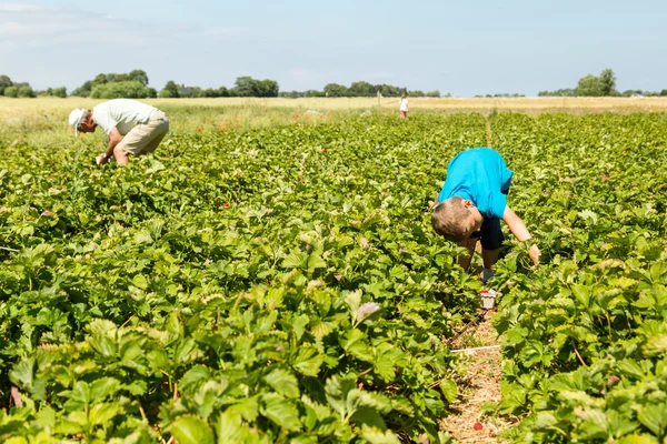 Chłopiec zbieranie truskawek — Zdjęcie stockowe