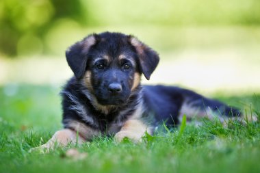Genç Alman çoban köpeği
