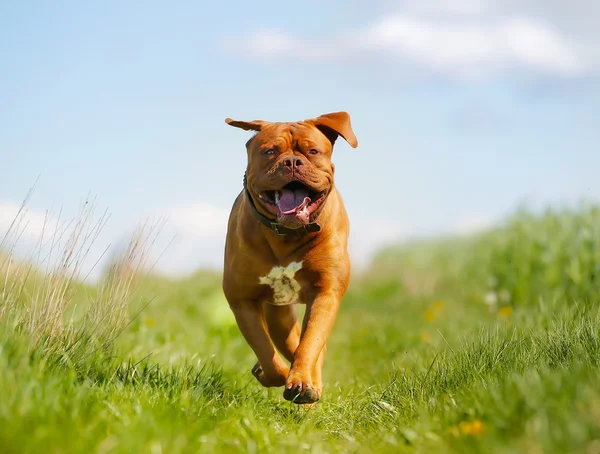 Bordeaux mastiff — Zdjęcie stockowe