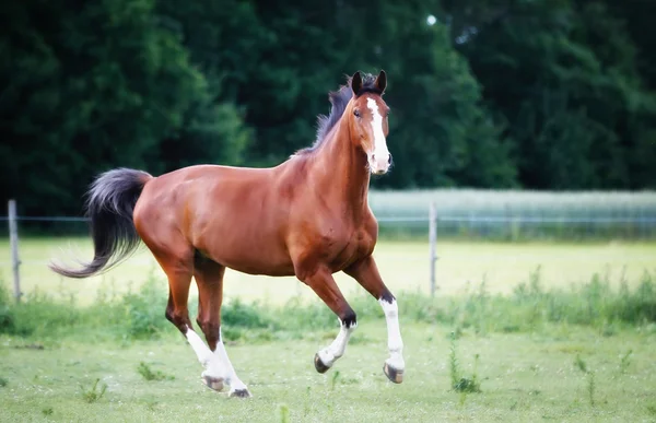 Kör brun häst — Stockfoto