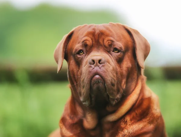 Cara de marrón Dogue de Bordeaux —  Fotos de Stock
