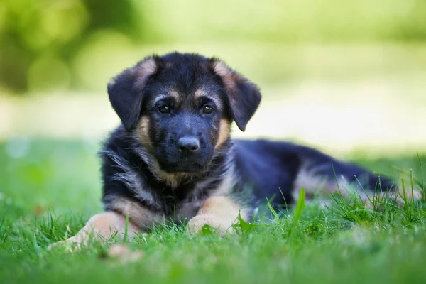 Young german shepherd dog — Stock Photo, Image