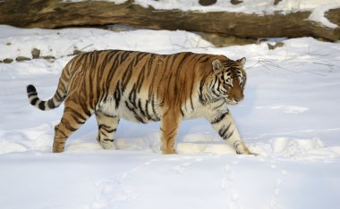 Siberian Tiger clipart
