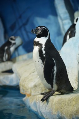 Humboldt penguin clipart