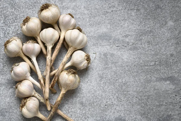 Fresh Garlic Harvested Garden Sale Cooking Ingredient Pile White Garlic — Stock Photo, Image