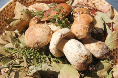 Boletus mantar bir sepet içinde-yakın çekim
