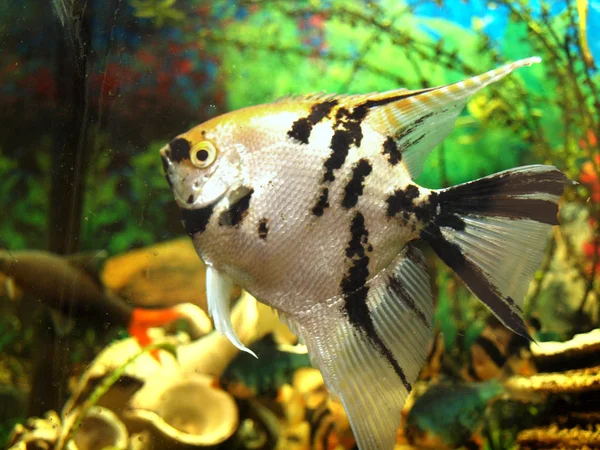 Angelfish — Stock Photo, Image