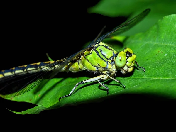 Dragonfly — Stock Photo, Image