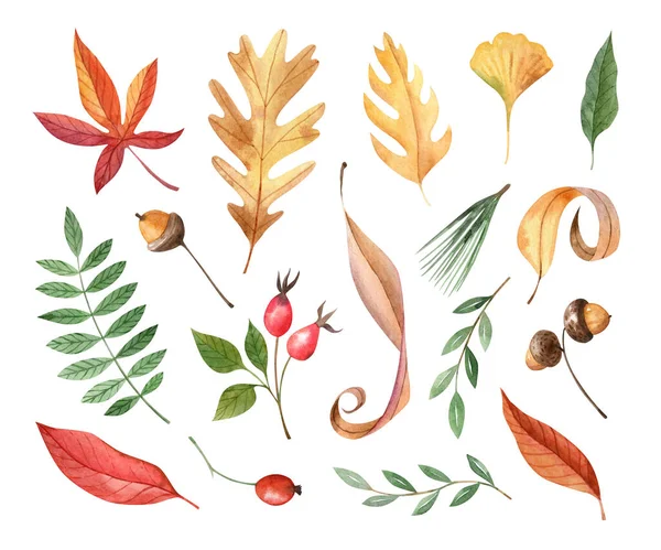 秋天树叶的水彩画 山莓和橡子在白色的背景上被隔离 秋天宝物的概念 手绘派 — 图库照片