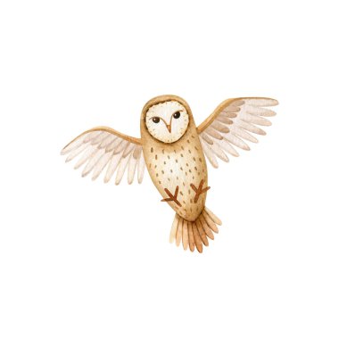 Uçan suluboya baykuş. Tarz sahibi orman karakteri. El çizimi Clipart. 