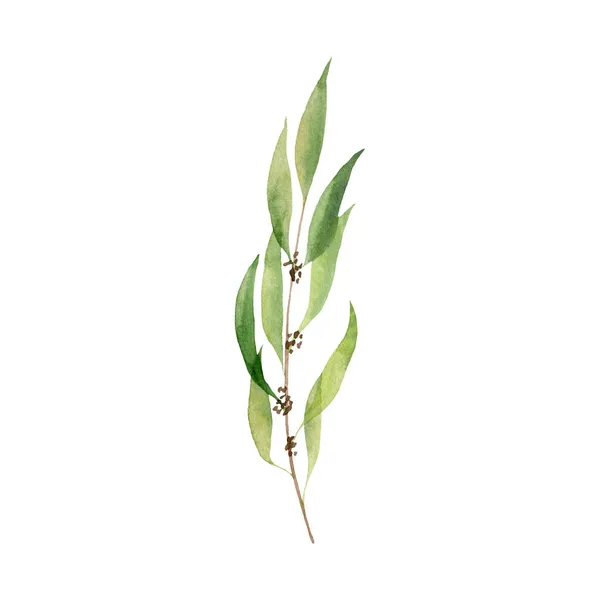 Watercolor Illustration Willow Eucalyptus Branch Isolated White Background Hand Drawn — Stock Photo, Image