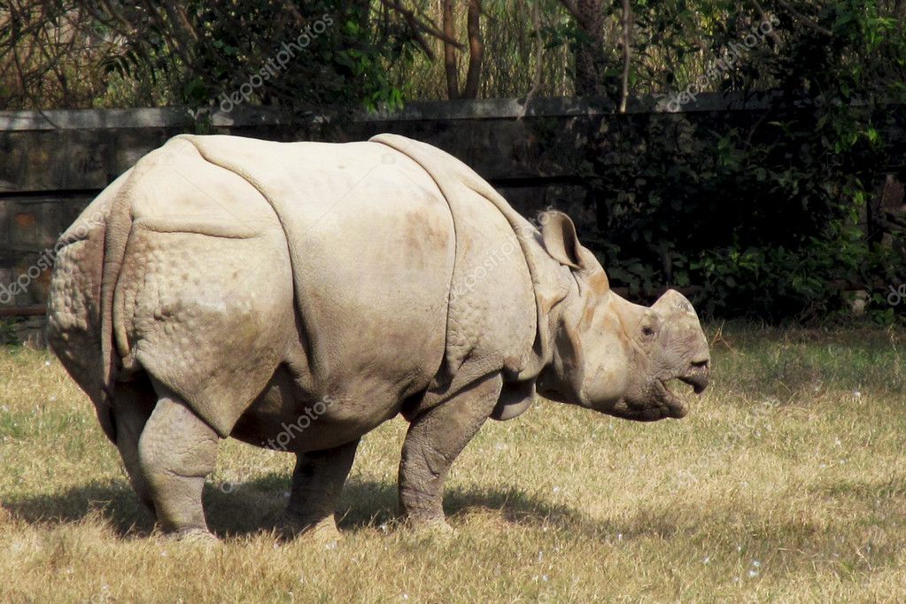 The Indian rhinoceros Stock Photo by ©kamleshkishor 22508921