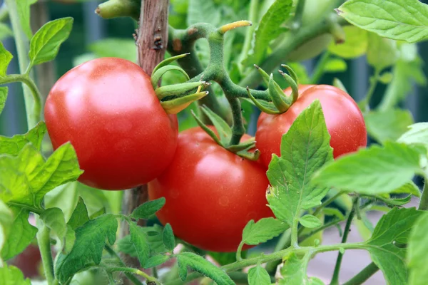 Tomaten Stockfoto