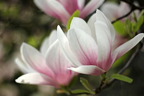 Magnolia bloem Stockafbeelding