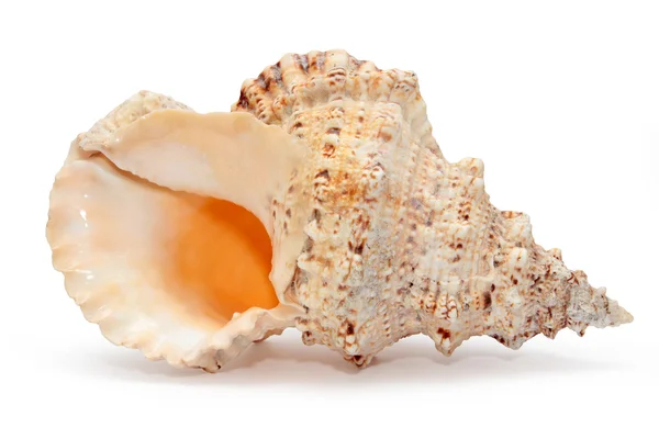 Shell — Stock Photo, Image