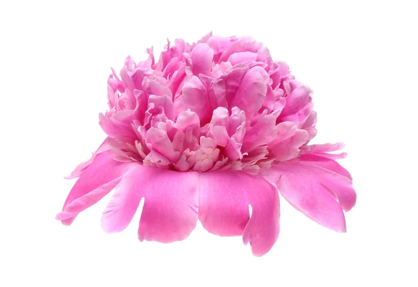 Bazsarózsa virág — Stock Fotó
