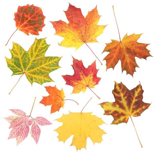 Sonbahar Yaprakları