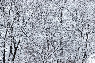 Frost ağaç